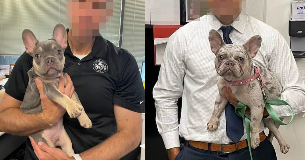 BREAKING NEWS: Un gardien de bulldog français a été confronté à une offre très intéressante pour vendre le meilleur et le plus rapide bulldog français à un...